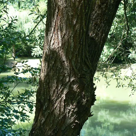 De La Maison De L'etang Sampigny